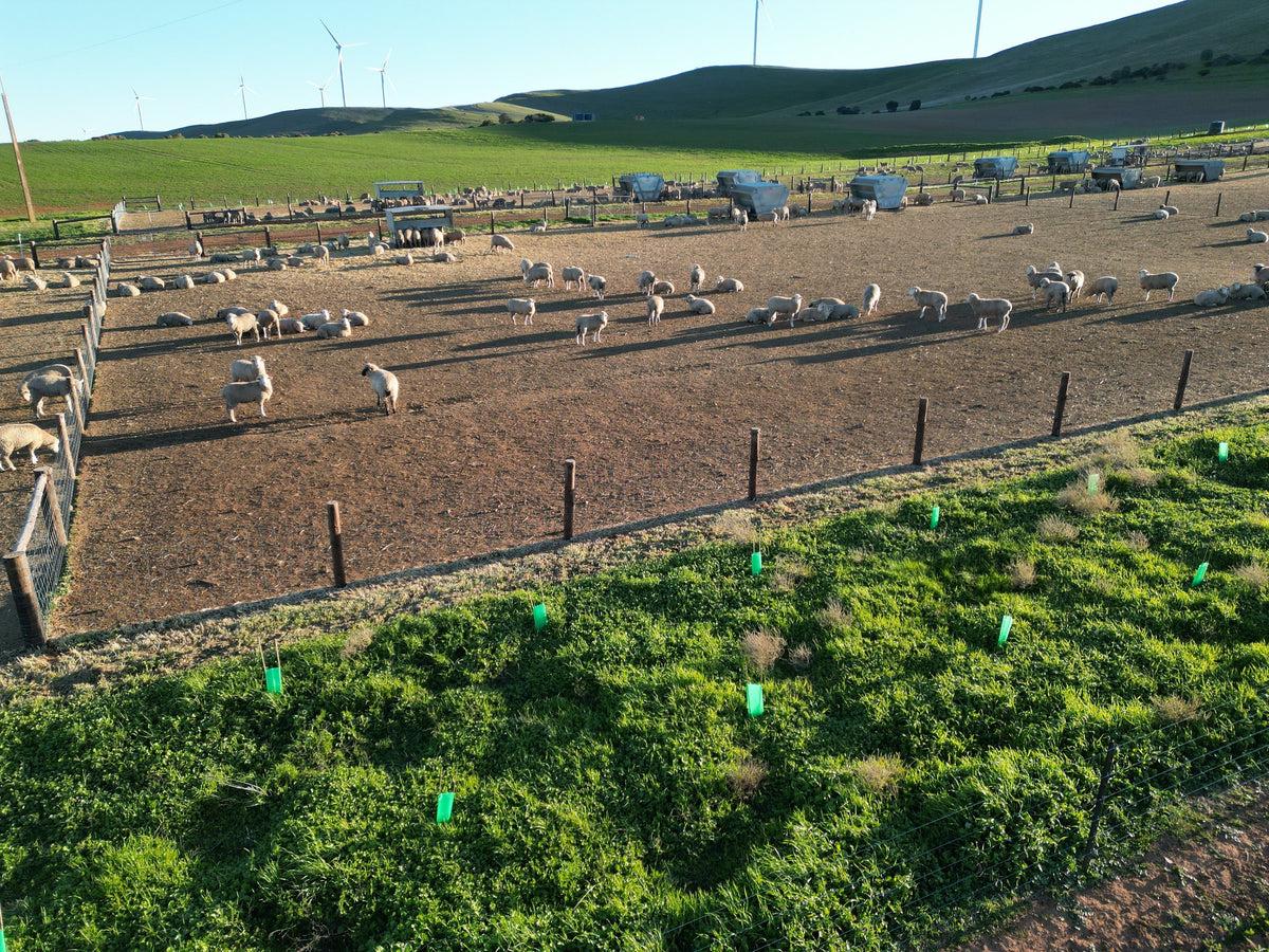 Australian Merino Wool
