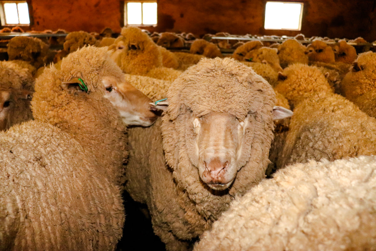 Australian Merino Wool