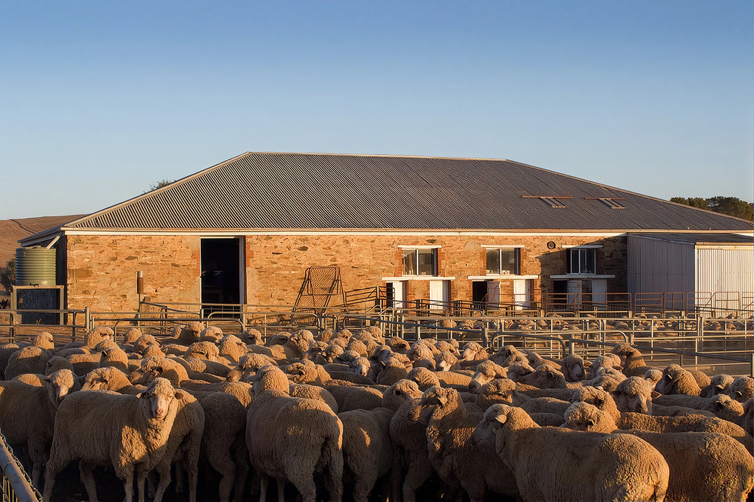Australian Merino Wool