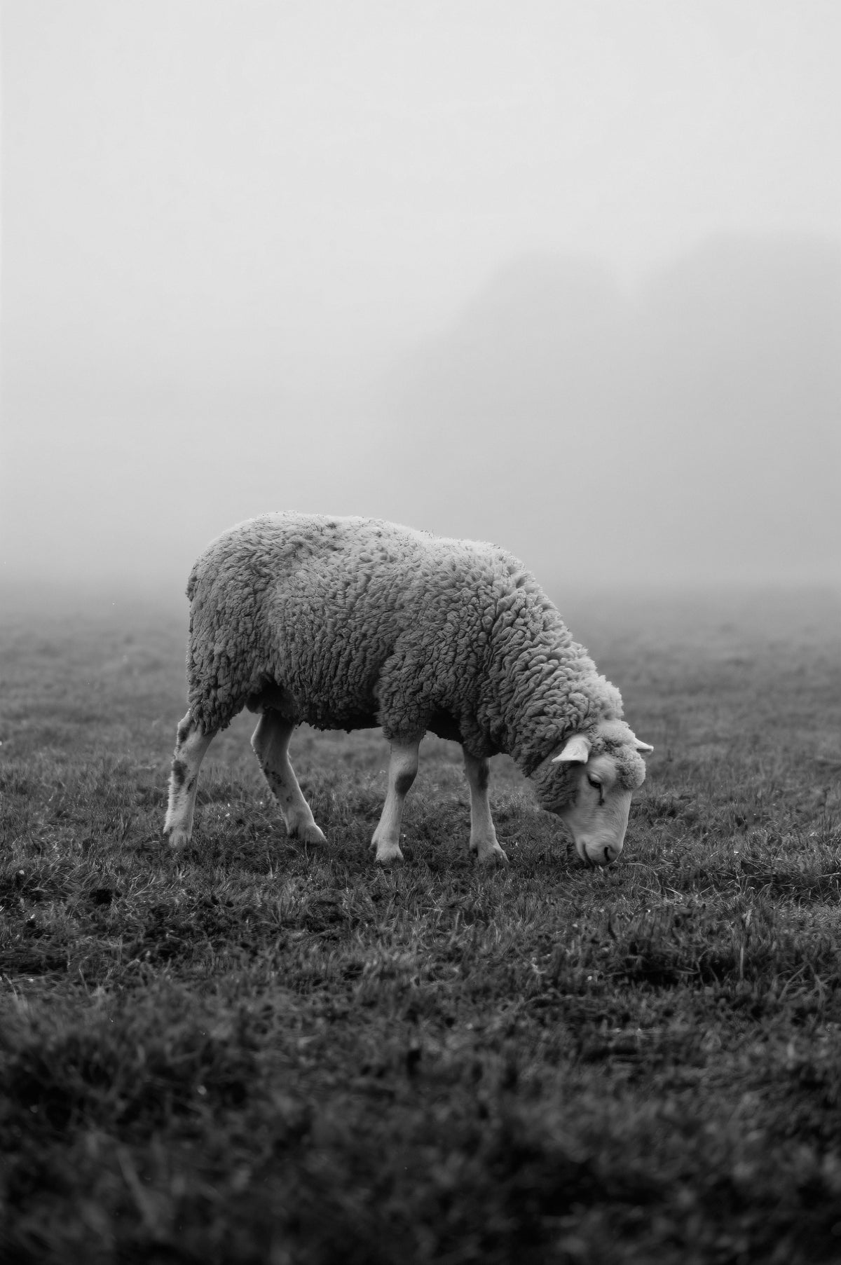 Australian Merino Wool